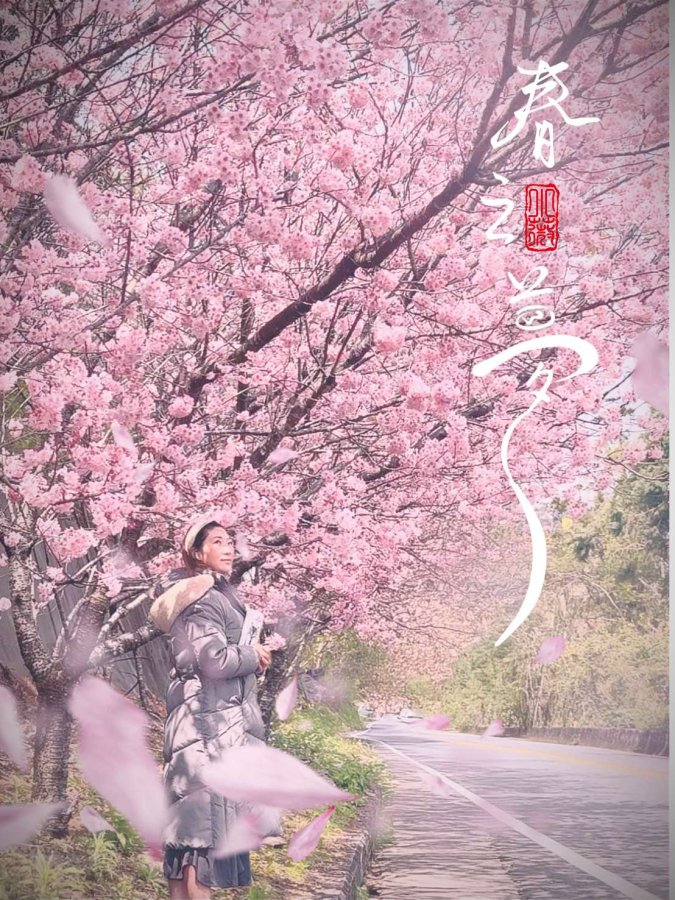 星嵐拉麵附近的櫻花