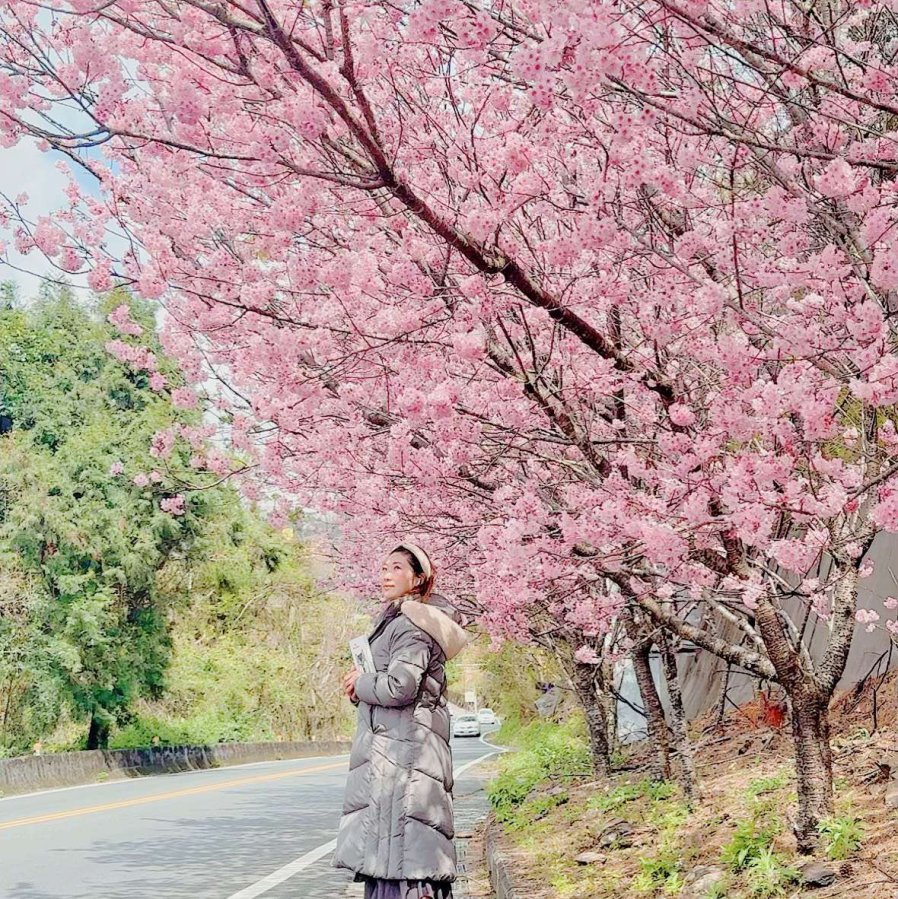 星嵐拉麵附近的櫻花