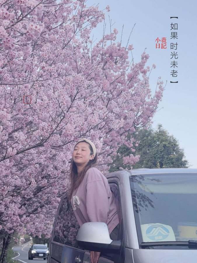 星嵐拉麵附近的櫻花